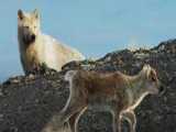 شکار گوزن شمالی کوچولو توسط گرگ قطبی
