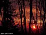 منظره زیبای غروب خورشید از داخل جنگل | صدای طبیعت / (قسمت اول)