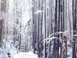 تایم لپس آب شدن برف از روی درختان | صدای طبیعت / (قسمت دوم)