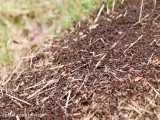 یک ساعت تایم لپس از ساخت لانه توسط مورچه ها | صدای طبیعت / (قسمت چهارم)