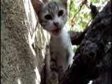 بچه گربه روی درخت انگور و پایین آمدن او
