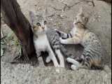 دو بچه گربه با مادرشان در باغچه