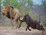 حیات وحش، حمله شیر به یوزپلنگ/شکست شیر در شکار