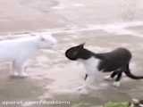 اجرای هنرهای رزمی توسط گربه های بامزه
