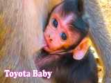 شیر خوردن نوزاد میمون از مادر