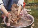 حمام کردن دو میمون کوچولو