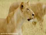 بهترین نبردهای حیوانات وحشی | Lion | ، Buffalo | جنگ دیدنی حیوانات وحشی