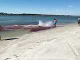 نبرد دیدنی کوسه و دلفین | حمله ی خونین  کوسه به دلفین در ساحل