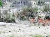 شیر و شکار آهو  2 جوان impala | نبرد دیدنی حیوانات | شکار آهو توسط شیر