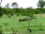 شکار بوفالو | warthog agin buffalo  | ویدیوی شگفت انگیز شکار بوفالو توسط شیر ها