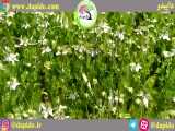 گل دهی مزرعه سیاه دانه داپیدو خرداد1400 