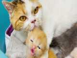 شیر دادن گربه مادر به بچه هایش - حیوانات خانگی