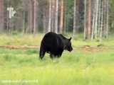 صحنه های بسیار جالب و دیدنی از شکار گراز توسط خرس قهوه ای