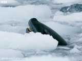 صحنه ای بسیار جالب و تماشایی از تلاش فوک برای شکار پنگوئن