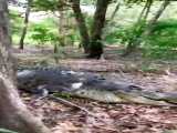 Big crocodile