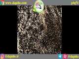 سیاه دانه داپیدو بعد از کوبیدن و جداسازی دانه ها با کمباین 