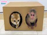 میمون شیطون گربه را اذیت میکند - حیوانات خانگی