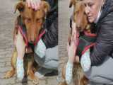 نجات دادن سگی که پاهای جلویی خود را از دست داده است