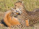 حمله یوزپلنگ به غزال - تاکتیک شکار - حیات وحش