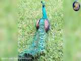 طاووس هندی  | حمله زیبایی وحشتناک |  به همه  حیوانات وحشی | حیات وحش
