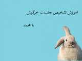 اموزش تشخیص جنسیت خرگوش/درخواستی