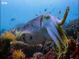 دشمنان طبیعی ماهیان در مناطق مرجانی