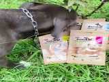 آنباکسینگ تشویقی های هربال و ارگانیک پترینا برای حیوانات خانگی (سگ)