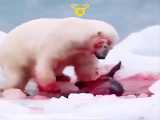 شکار بی رحمانه فک دریایی توسط خرس قطبی