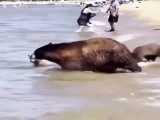 ساحل عمومی  و مامان خرسها با توله هاش