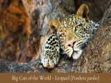 زندگی گربه سانان بزرگ قسمت سوم پلنگ (Panthera pardus)