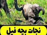 حیات وحش، بیهوش کردن فیل مادر برای نجات بچه فیل گرفتار در گل