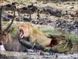 حیات وحش، شکار گوزن توسط شکارچیان از شیر تا خرس و تمساح