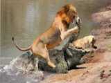 حمله های ویرانگر شیر | شکار یوزپلنگ توسط شیر | حیوانات حیات وحش