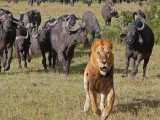 حملات حیوانات وحشی - حمله شیر به بوفالو - مستند حیات وحش