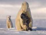 مستند حیات وحش خرس های قطبی