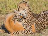 مستند حیات وحش - شکارهای یوزپلنگ - حملات حیوانات