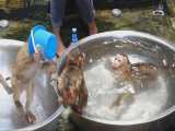حمام کردن میمون های شیطون