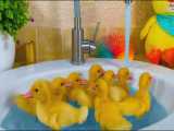 شنا کردن جوجه اردک های بامزه