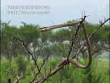 شاه مار های بسیار سمی و وحشتناک و خطرناک درختی جدید 2021 کیفیت فول HD