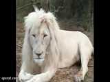 شیر سفید زیبا (سلطان)