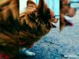 شاینی سگم کپ)