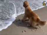 تلاش دیدنی سگ برای پس گرفتن توپش از دریا