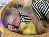 خواب گرم اردک در آغوش میمون