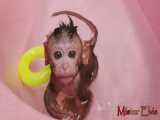 شنا کردن بچه میمون در وان حمام