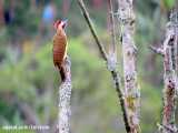 پرنده های زیبای جنگل بارانی کلمبیا | جهان از دید پرنده / (قسمت دوم)