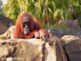 کالکشن ویدیو از میمون های زیبا | جهان از دید پرنده / (قسمت سوم)