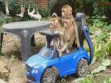 میمون های بازیگوش سوار ماشین اسباب بازی
