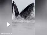 لحظه صید ماهی توسط نهنگ کوهان‌دار
