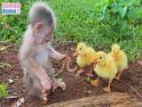 میمون برای اردک ها کرم خاکی پیدا میکند
