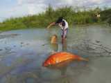 صید انواع ماهی از دریاچه - ماهیگیری